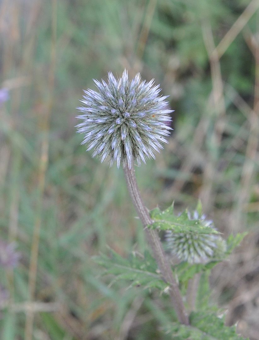 Изображение особи Echinops sphaerocephalus.