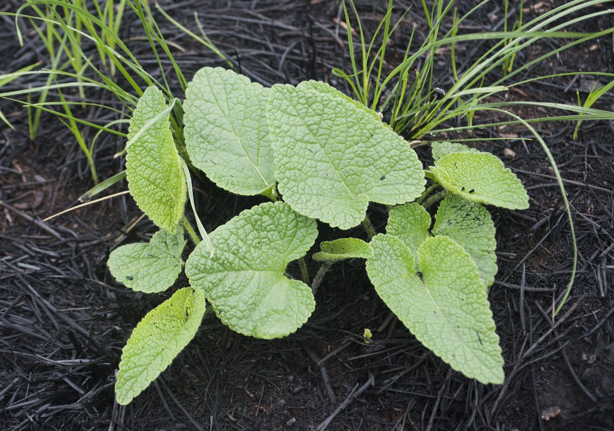 Image of Phlomoides tuberosa specimen.