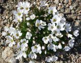 Minuartia macrocarpa