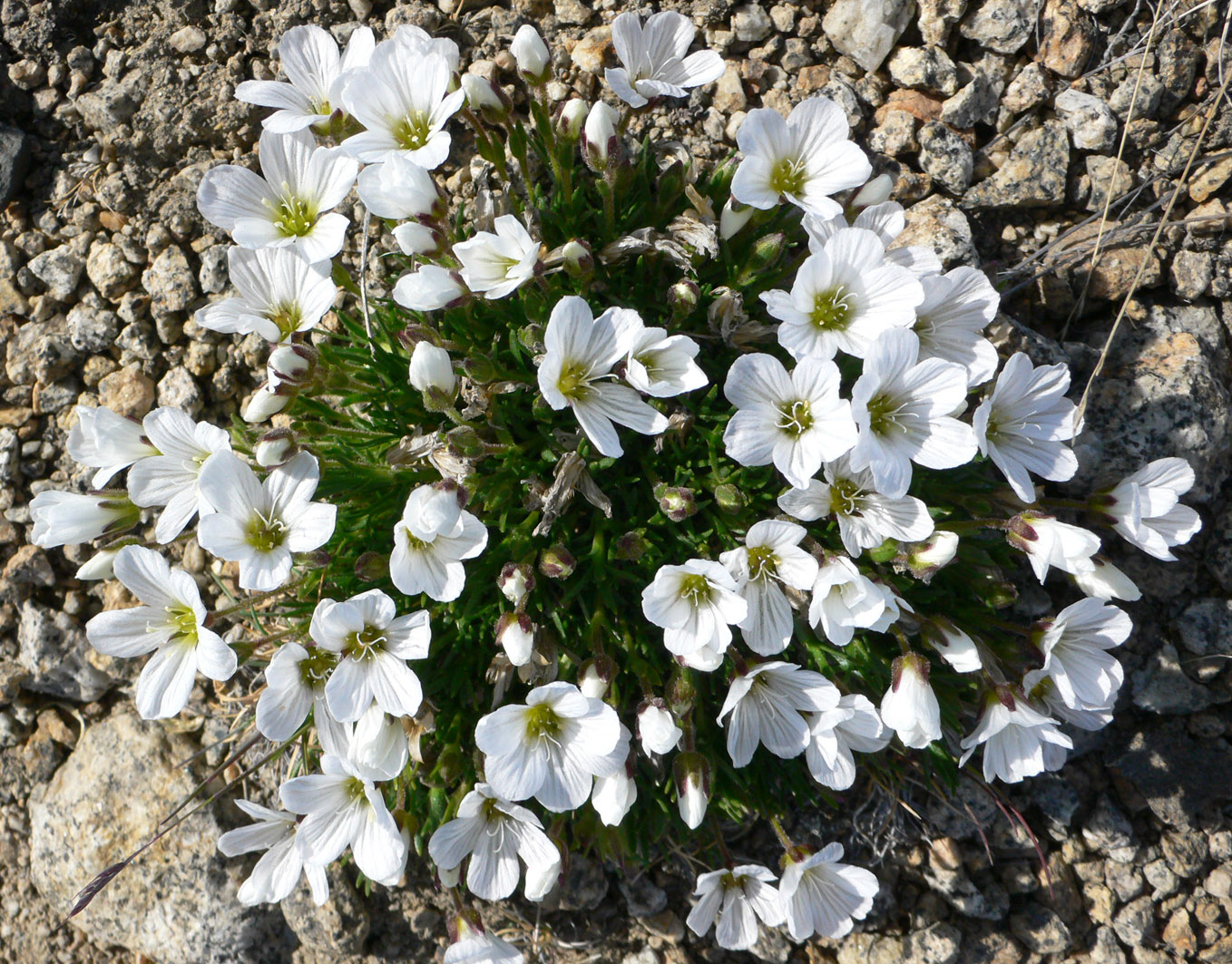 Изображение особи Minuartia macrocarpa.