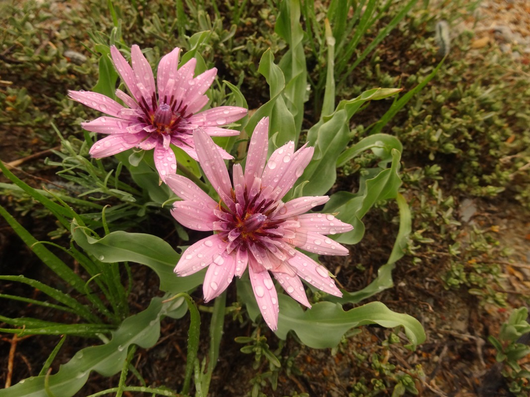 Изображение особи Tragopogon ruber.