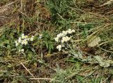 Pyrethrum balsamitoides