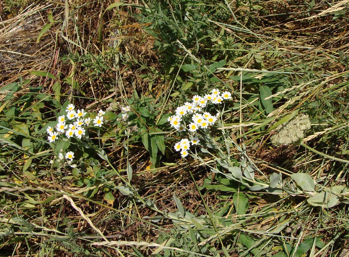Image of Pyrethrum balsamitoides specimen.