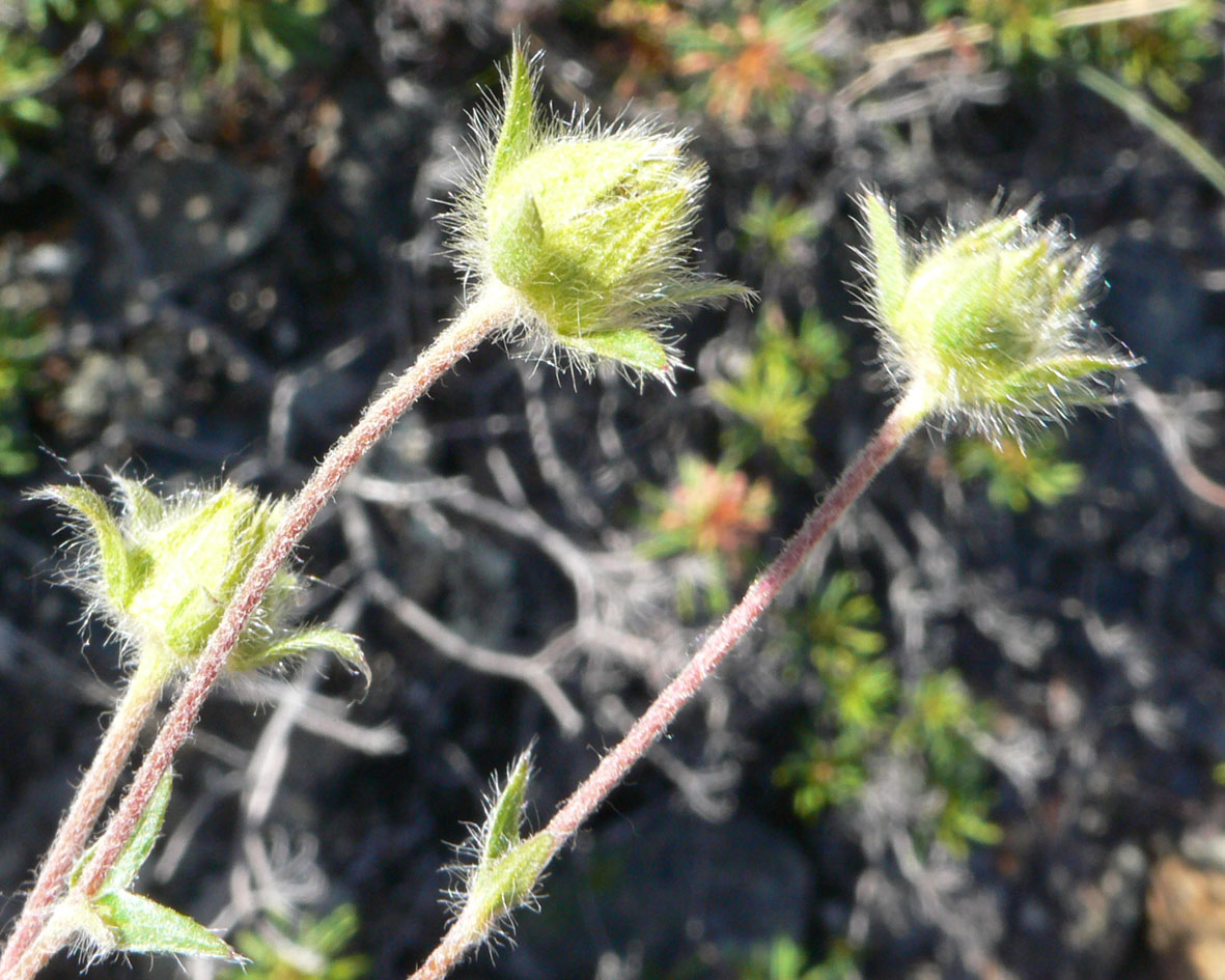 Изображение особи род Potentilla.