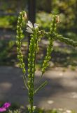 Physostegia virginiana