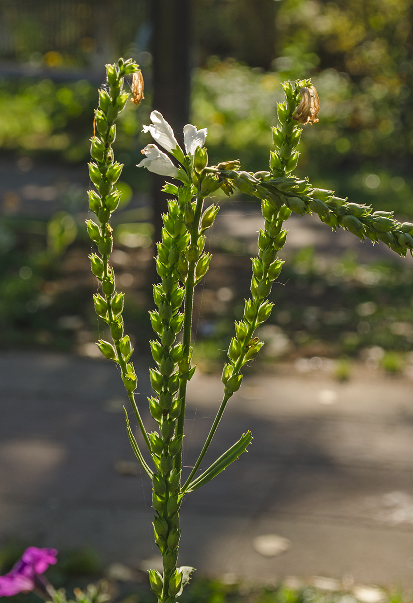 Изображение особи Physostegia virginiana.