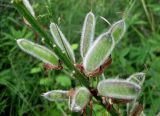 Lupinus polyphyllus. Незрелые плоды. Украина, Черкасская обл., Каневский р-н, Региональный ландшафтный парк \"Трахтемиров\", на краю леса. 4 июня 2010 г.