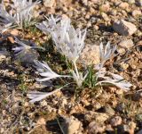 Colchicum pusillum