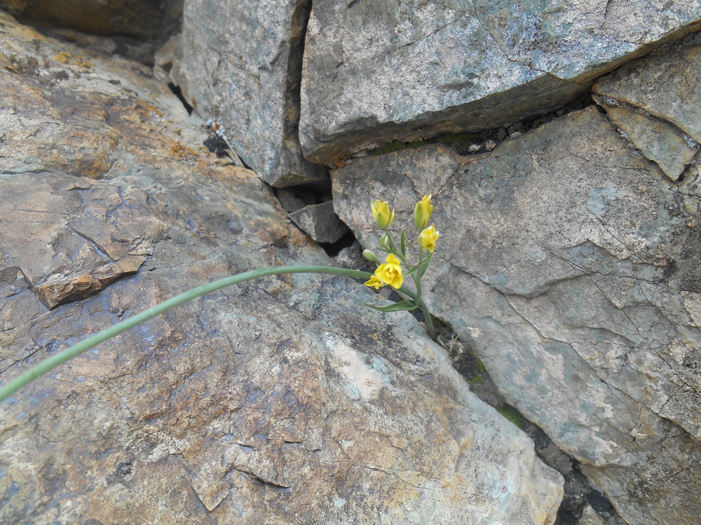 Image of genus Gagea specimen.