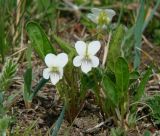 Viola patrinii