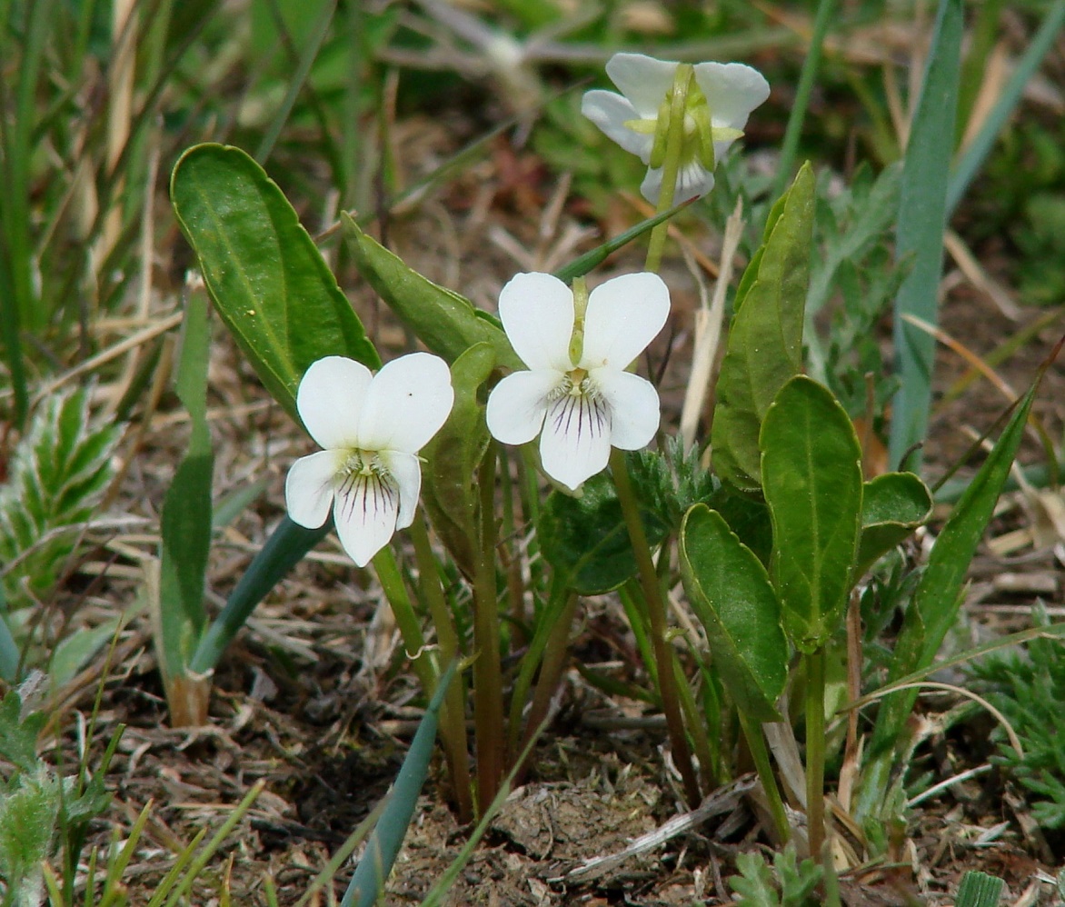 Изображение особи Viola patrinii.