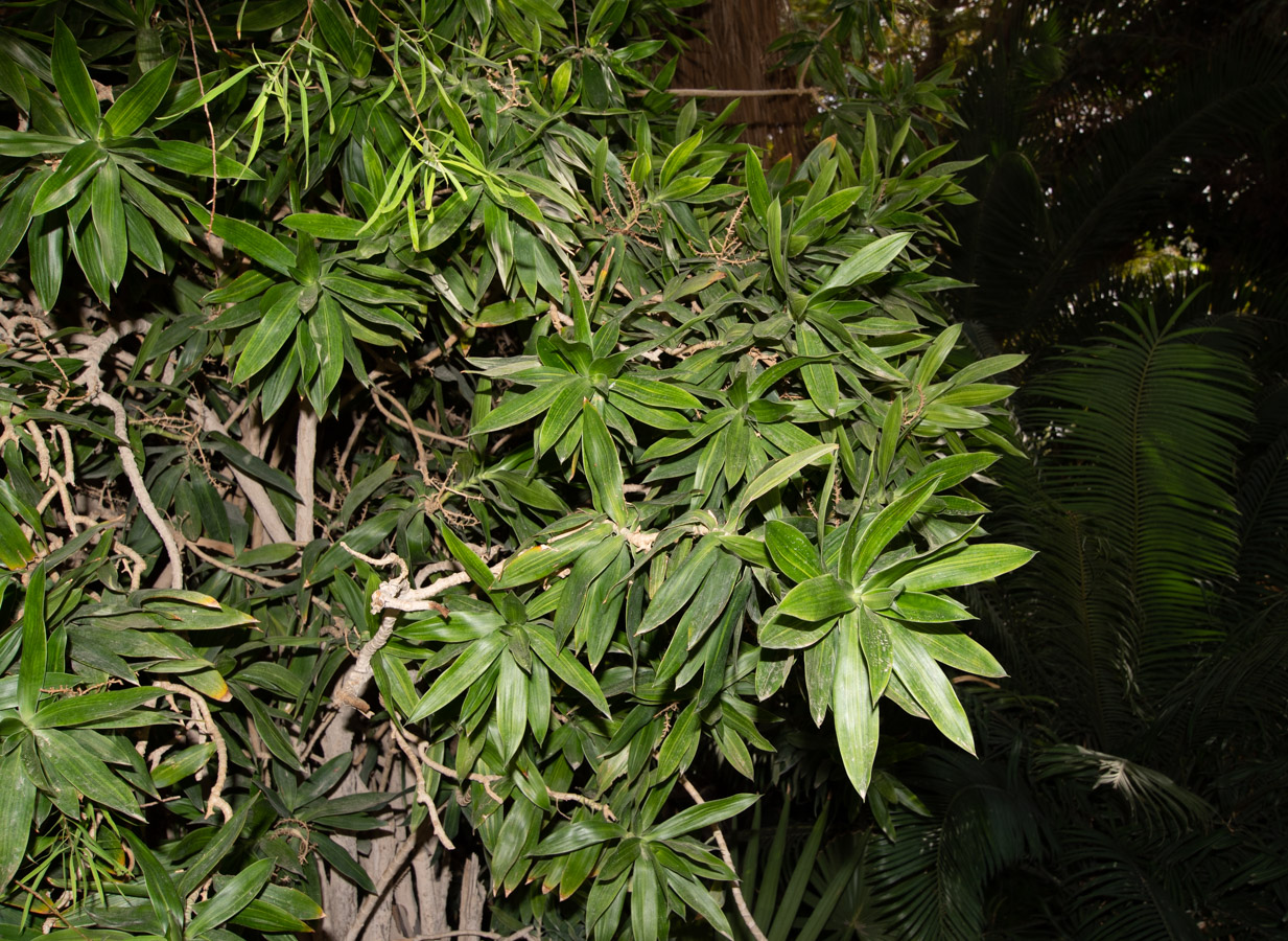 Image of Dracaena reflexa specimen.