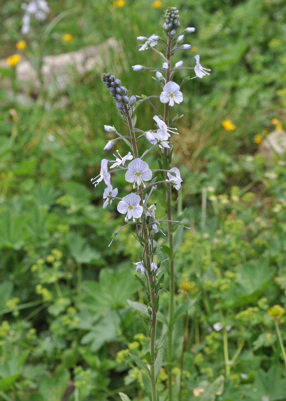 Image of Veronica gentianoides specimen.