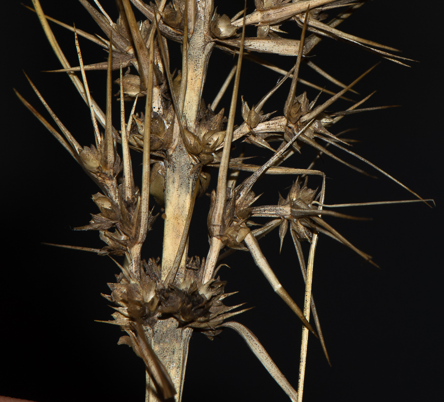 Изображение особи Lomandra longifolia.