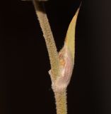 Conostylis candicans