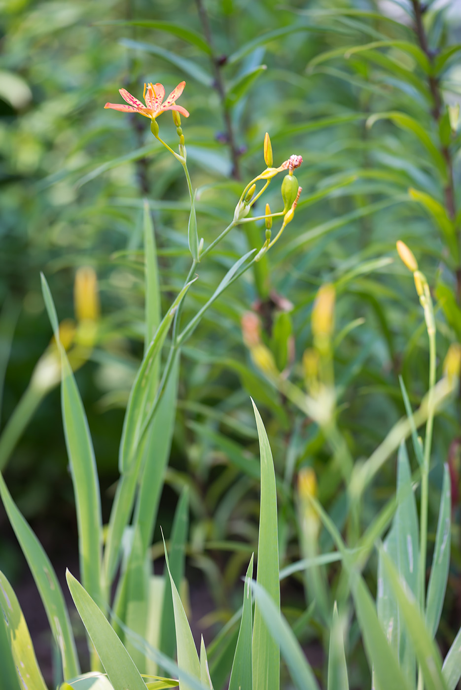 Изображение особи Belamcanda chinensis.