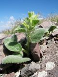 Phlomoides tianschanica