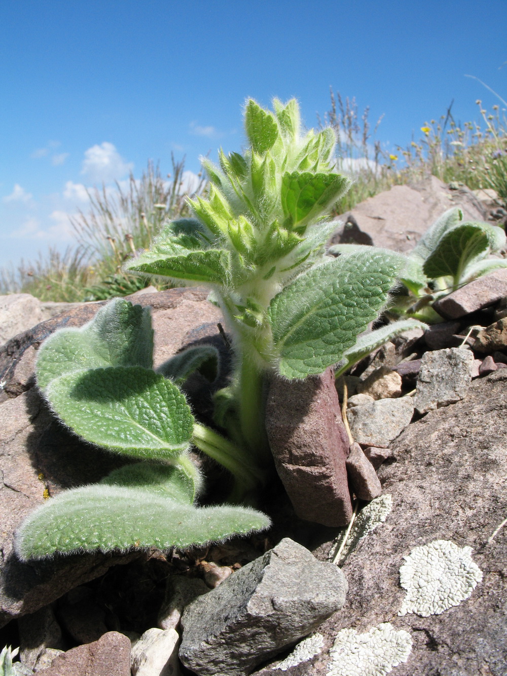 Image of Phlomoides tianschanica specimen.