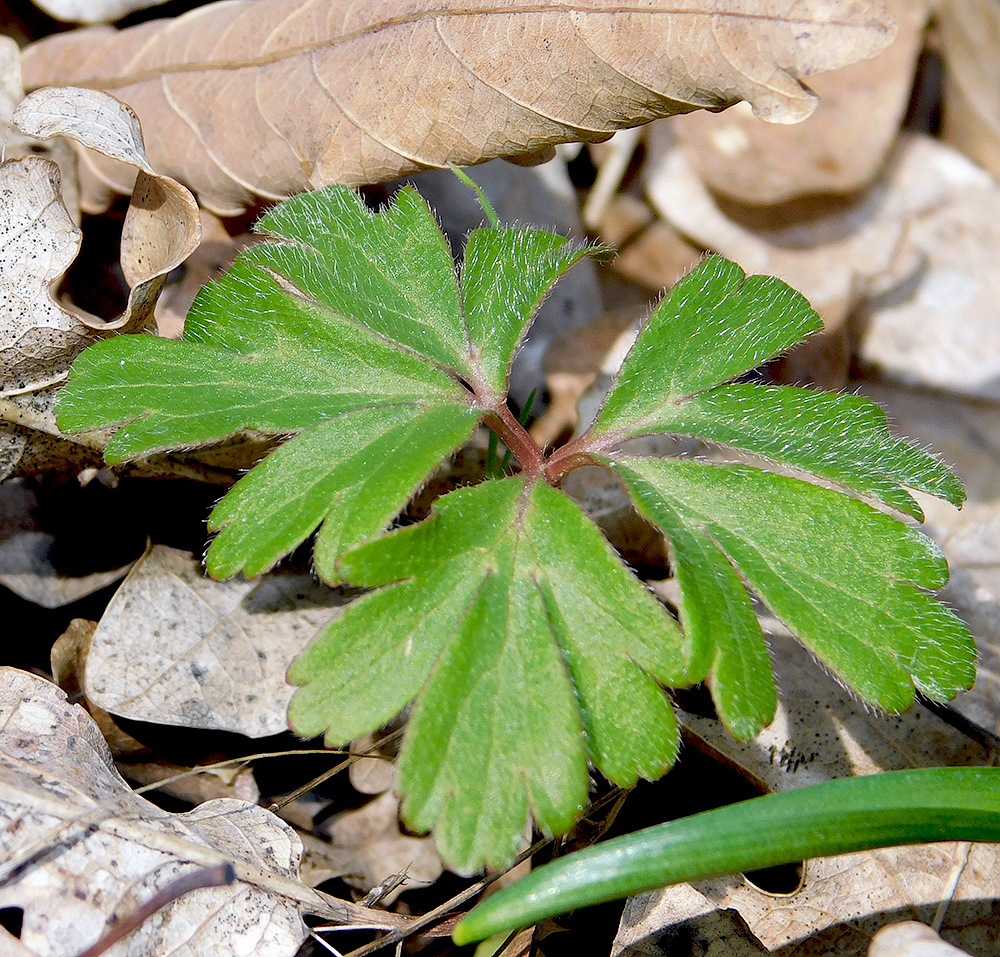 Image of Anemone banketovii specimen.