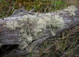 genus Cladonia