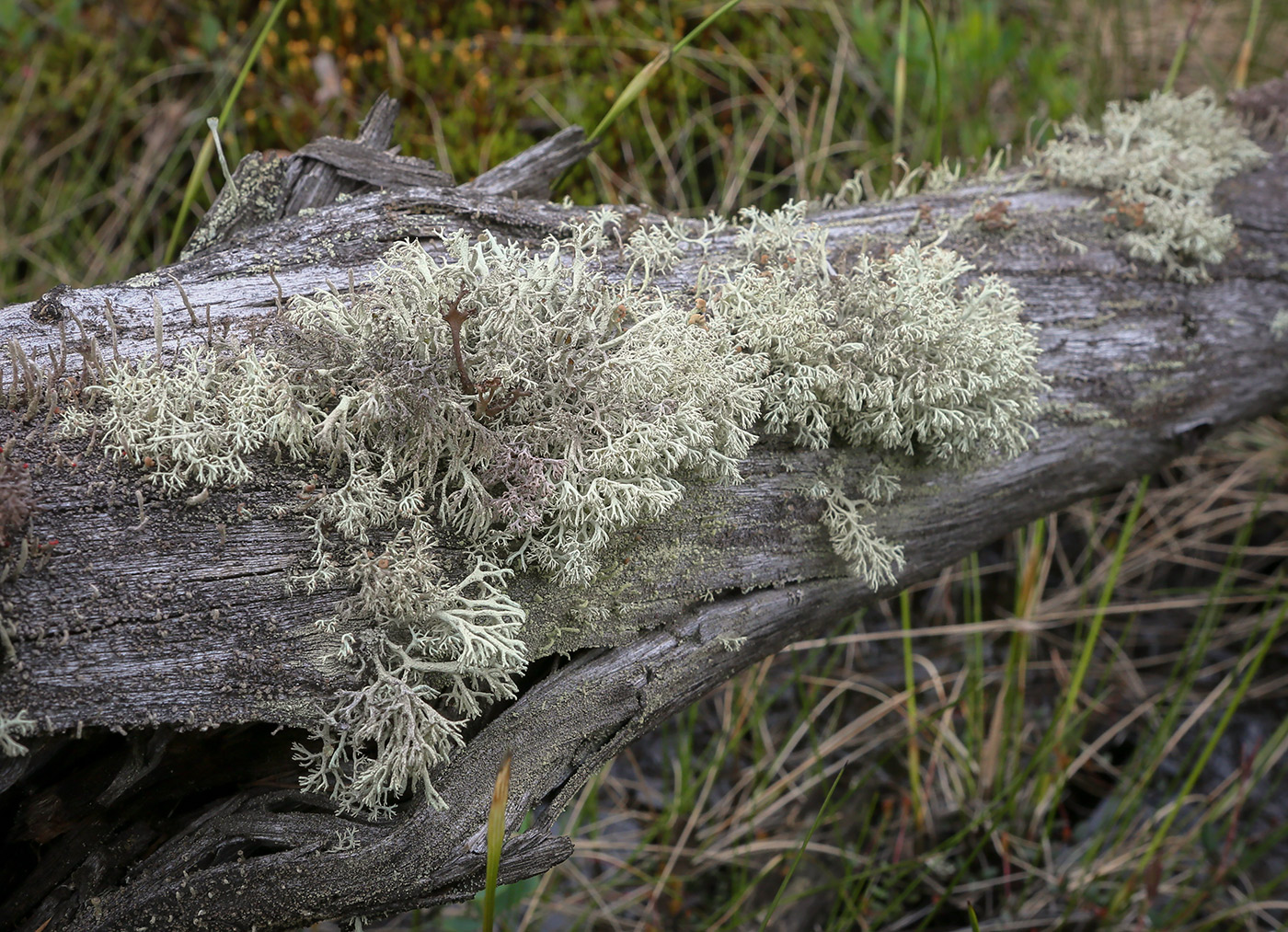 Изображение особи род Cladonia.