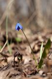 Scilla siberica. Цветущее растение. Санкт-Петербург, Дудергофские высоты, кленово-лещиновый лес, близ жилья. 22.04.2019.