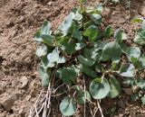 Rumex hastifolius