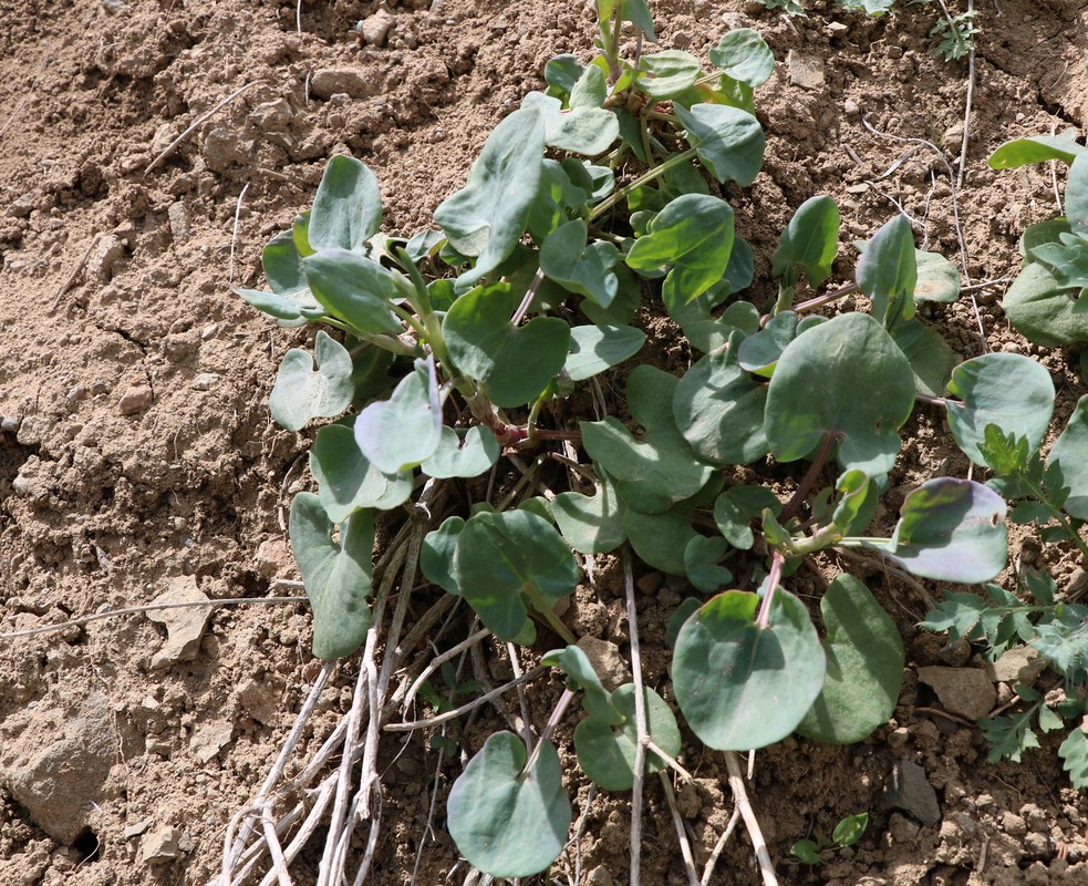 Изображение особи Rumex hastifolius.