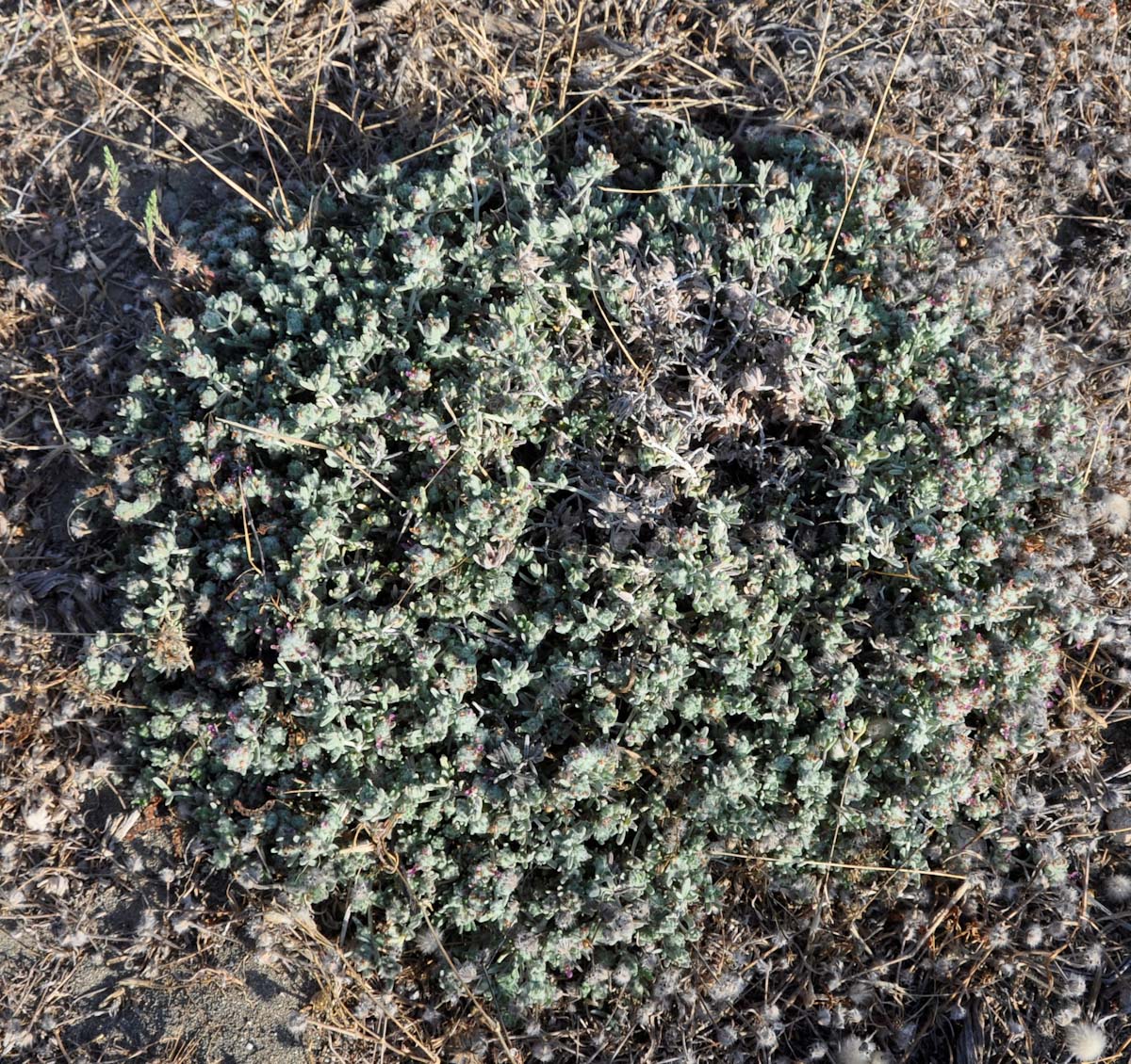 Image of Teucrium micropodioides specimen.