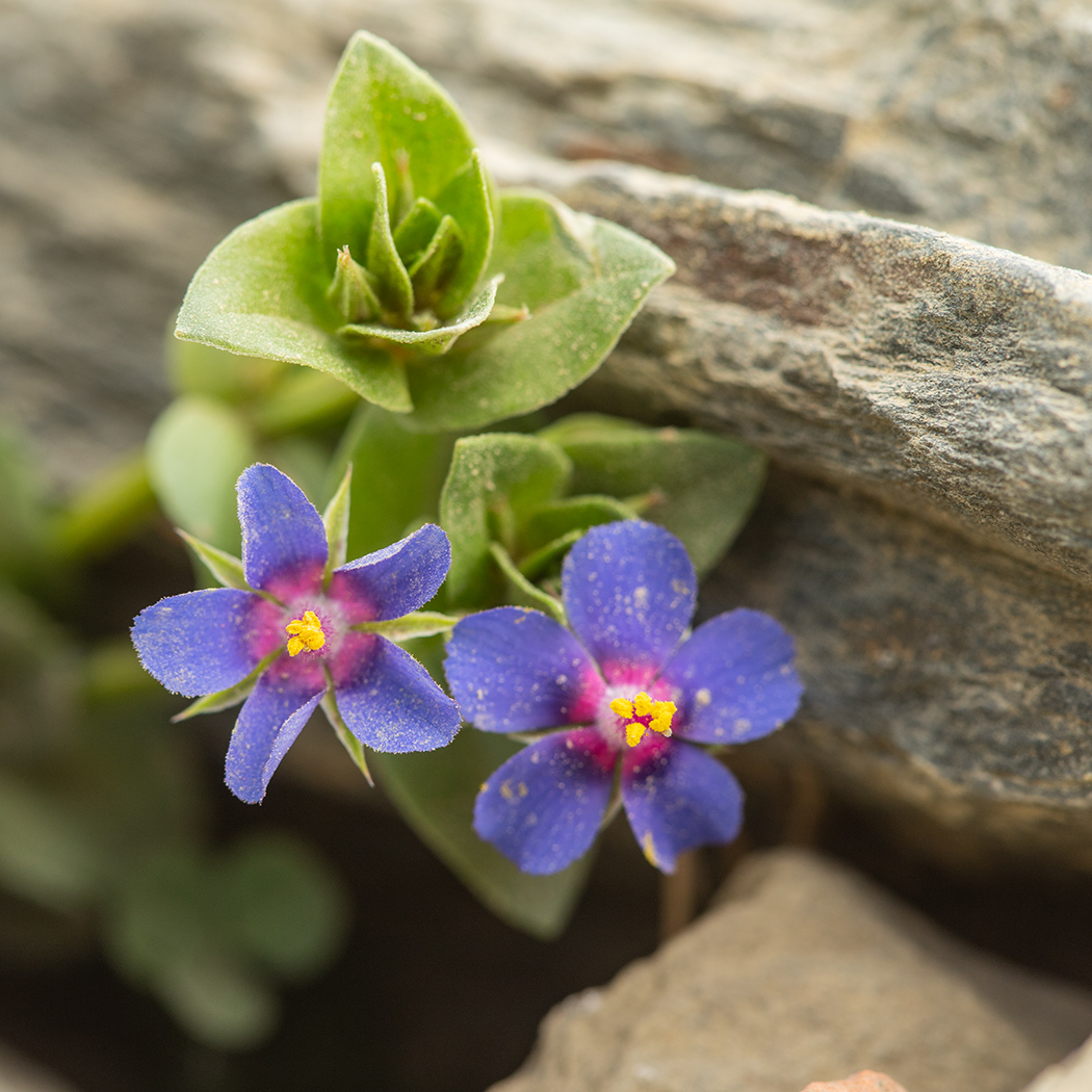 Изображение особи Anagallis arvensis.