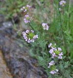 Cardamine seidlitziana