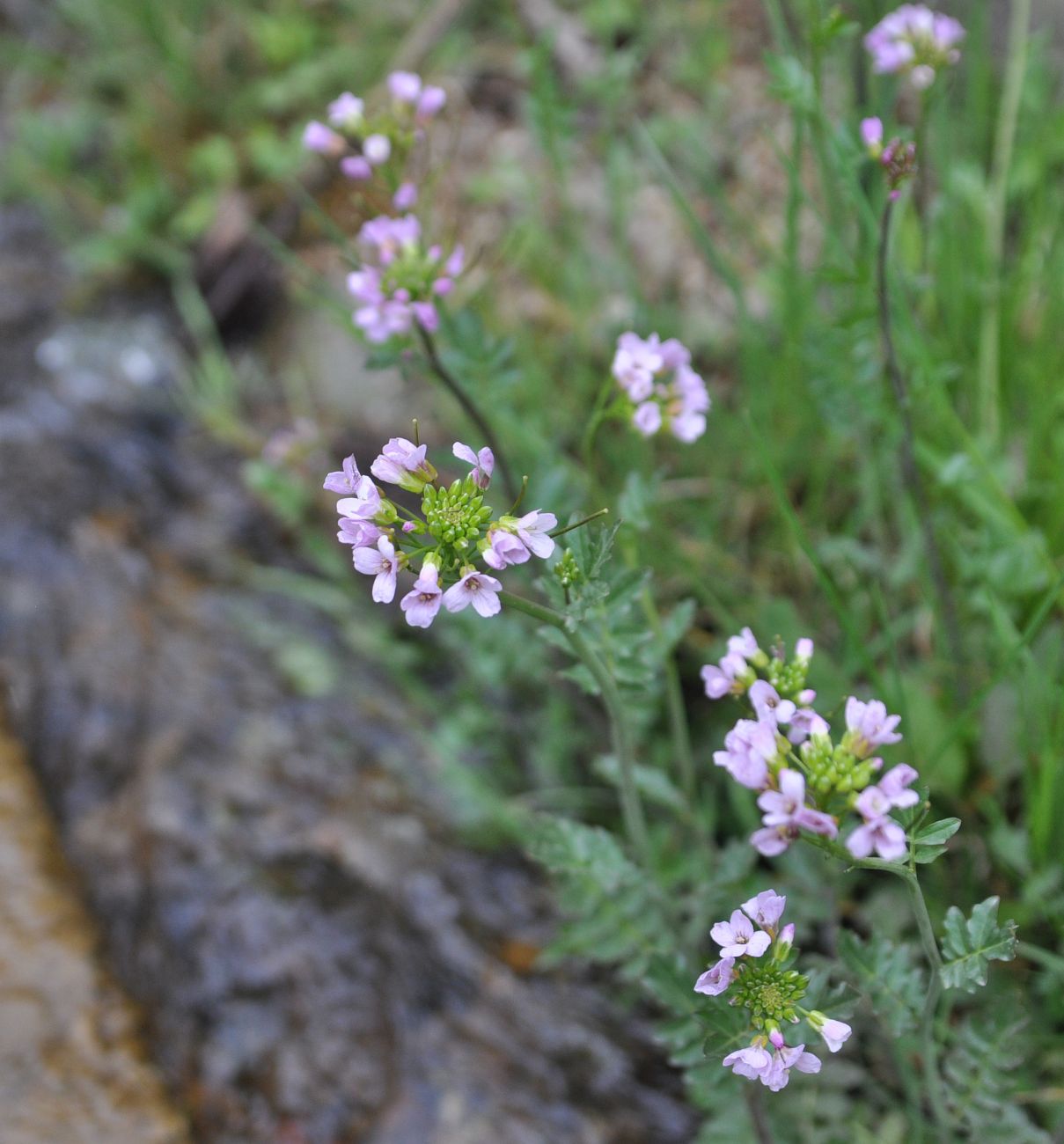 Изображение особи Cardamine seidlitziana.