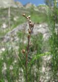 Artemisia salsoloides