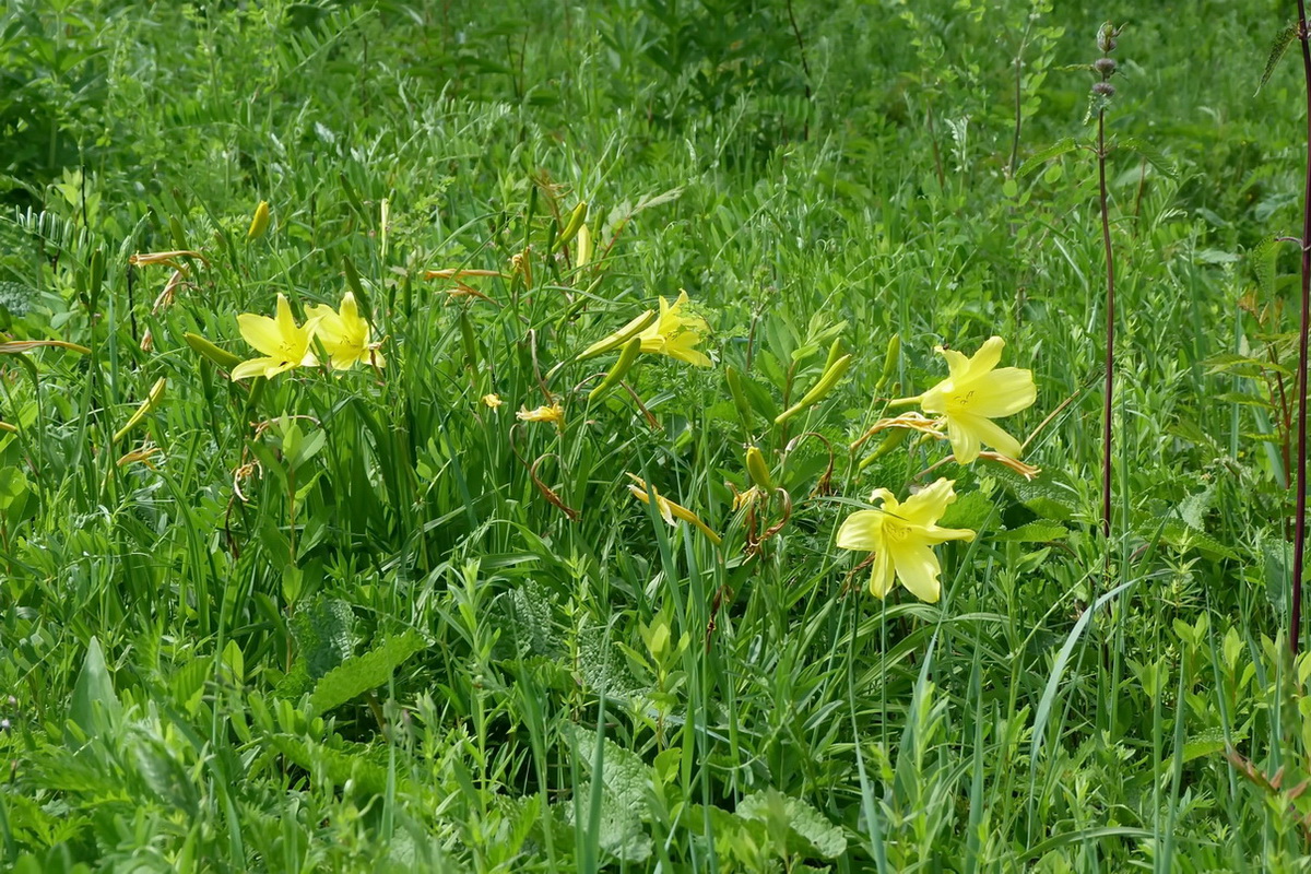 Изображение особи Hemerocallis lilio-asphodelus.