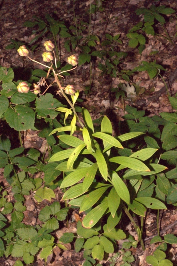 Image of Lilium martagon specimen.