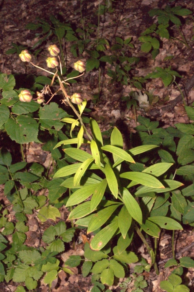 Изображение особи Lilium martagon.