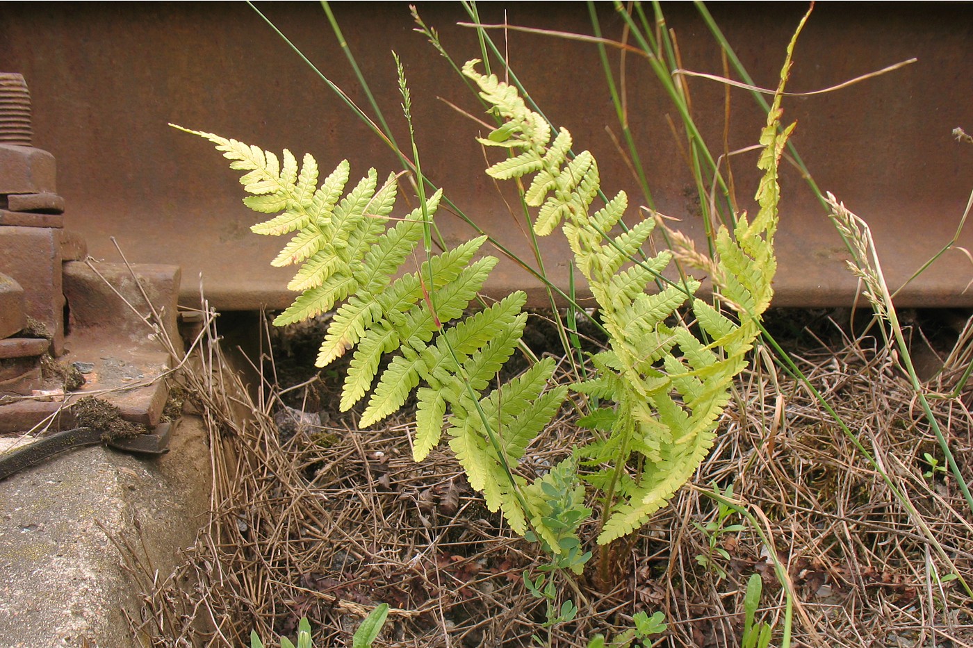 Image of Dryopteris filix-mas specimen.