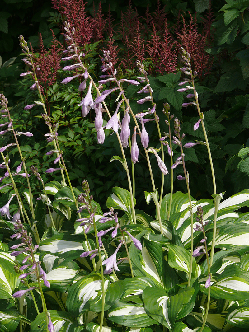 Image of Hosta undulata specimen.