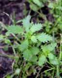 Urtica urens. Вегетирующее растение. Санкт-Петербург, Василеостровский р-н, вблизи Здания Двенадцати Коллегий, сорное на газоне. 25.07.2019.