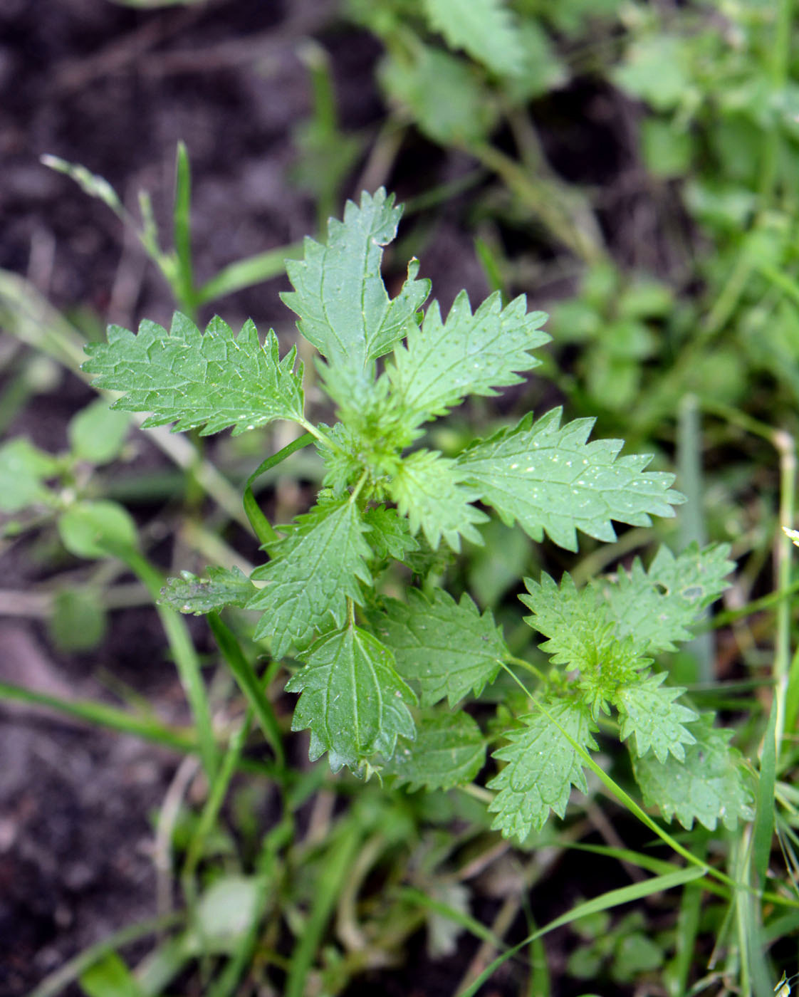 Изображение особи Urtica urens.