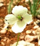 Papaver albiflorum