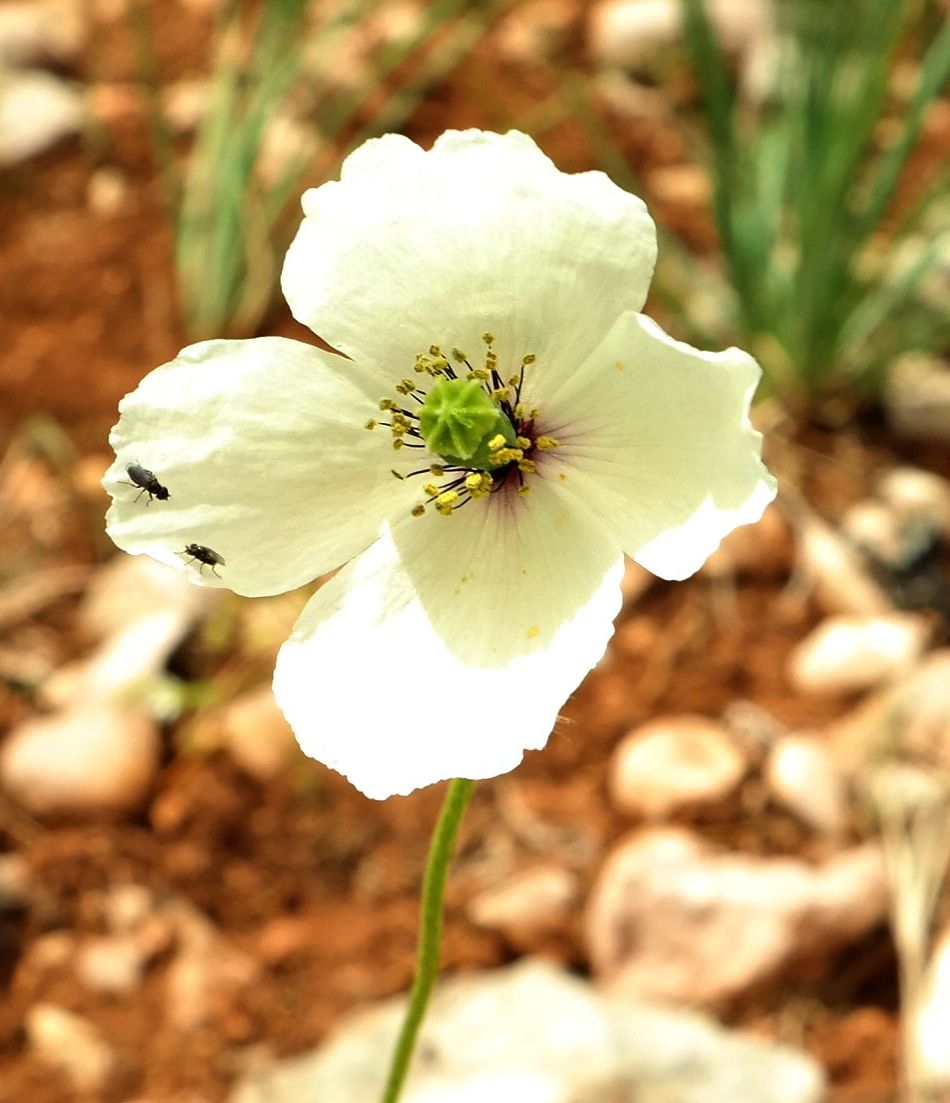 Изображение особи Papaver albiflorum.