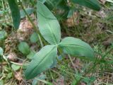 Trifolium montanum