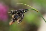 Carex medwedewii. Верхушка растения с соцветиями. Кабардино-Балкария, Эльбрусский р-н, окр. оз. Сылтранкёль, высота 3185 м н.у.м., каменистый альпийский луг. 05.08.2019.