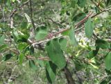 Lonicera iberica. Верхушка побега. Дагестан, Левашинский р-н, окр. с. Цудахар, ок. 1200-1300 м н.у.м., известняковый склон. 11.06.2019.