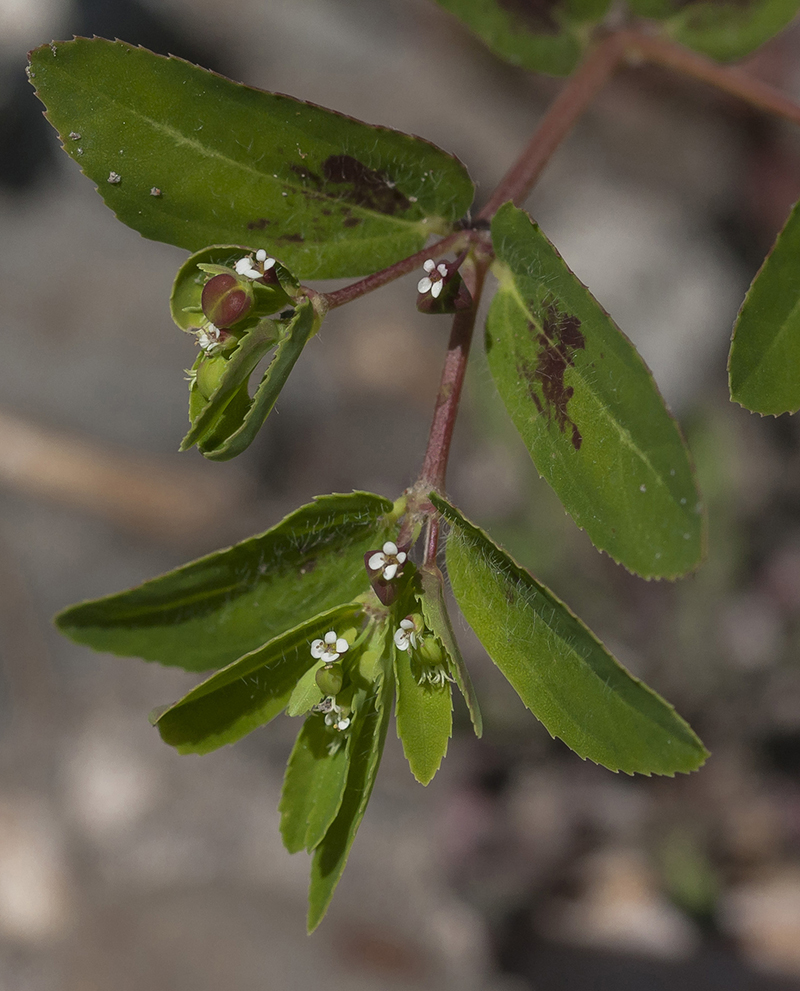 Image of Euphorbia nutans specimen.