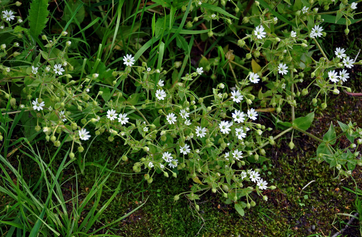 Изображение особи Myosoton aquaticum.