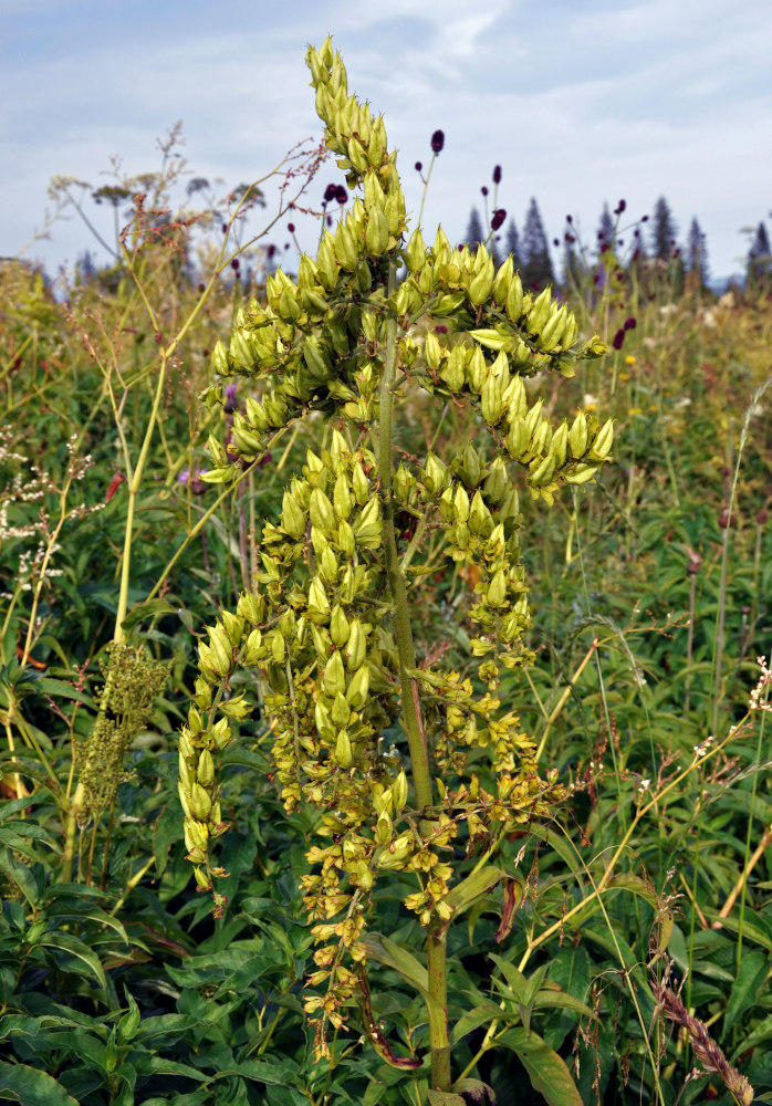 Image of Veratrum lobelianum specimen.