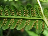 Oreopteris limbosperma. Нижняя сторона сегментов 2-го порядка с сорусами. Нидерланды, провинция Drenthe, национальный парк Drentsche Aa, окр. деревни Schipborg, дренажная канава в широколиственном лесу. 15 августа 2009 г.