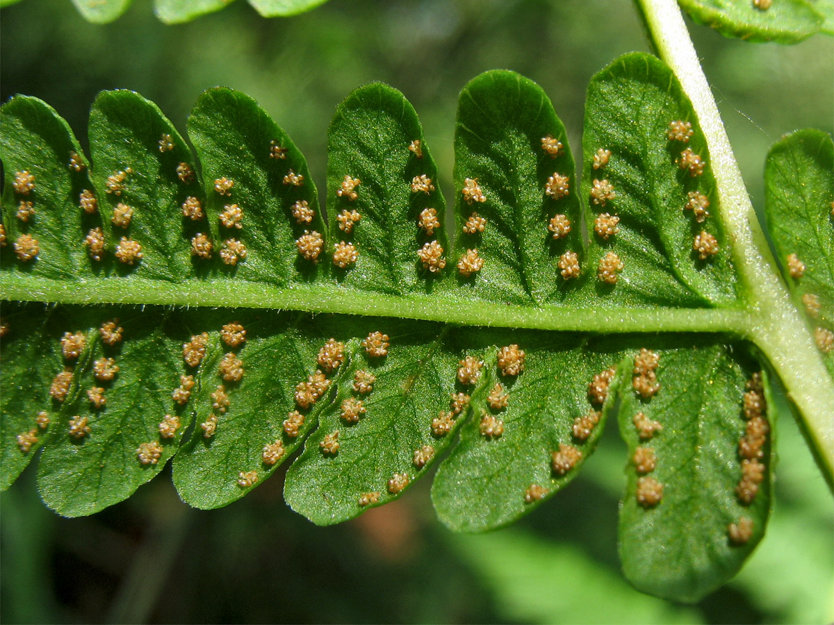 Image of Oreopteris limbosperma specimen.